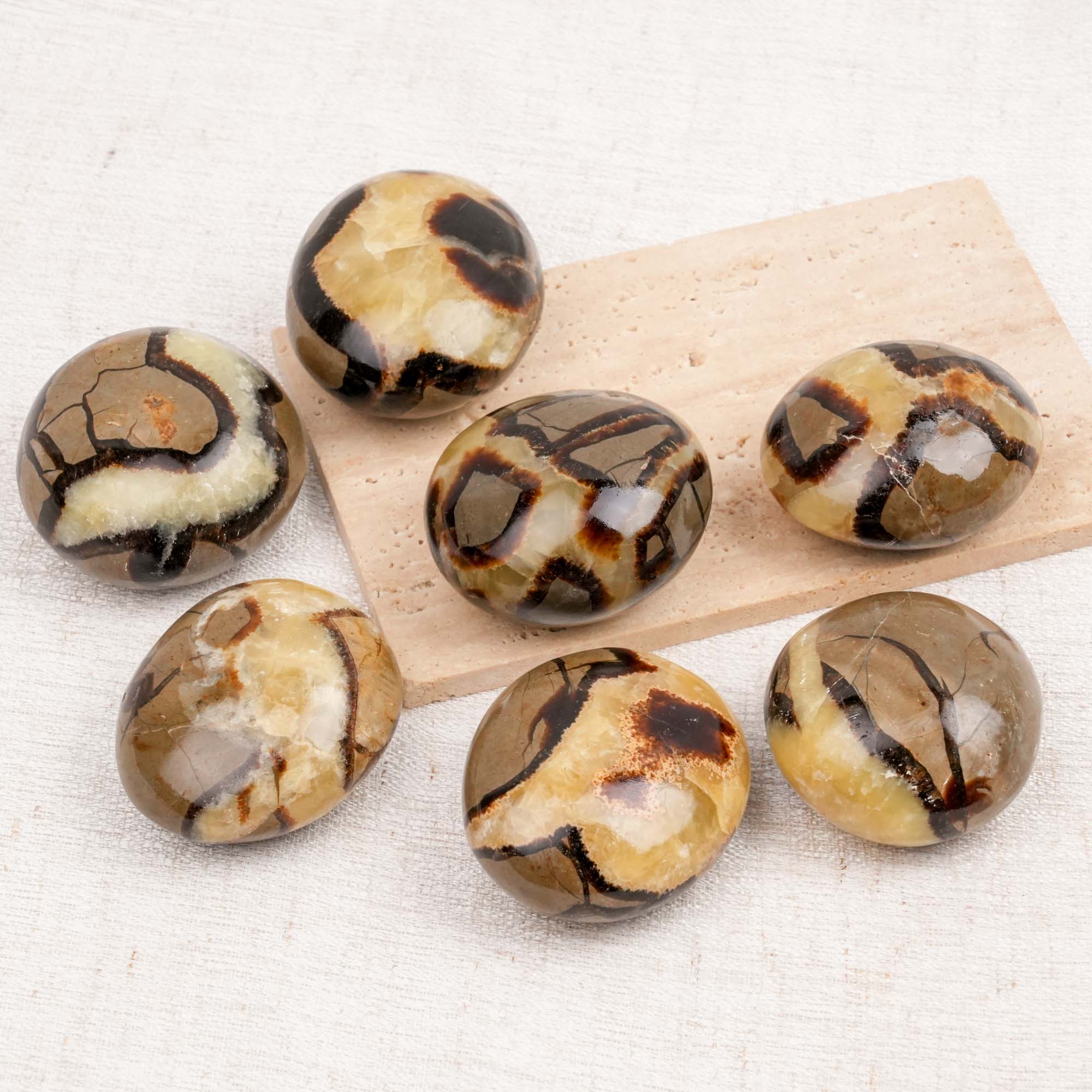 Septarian Palm Stone