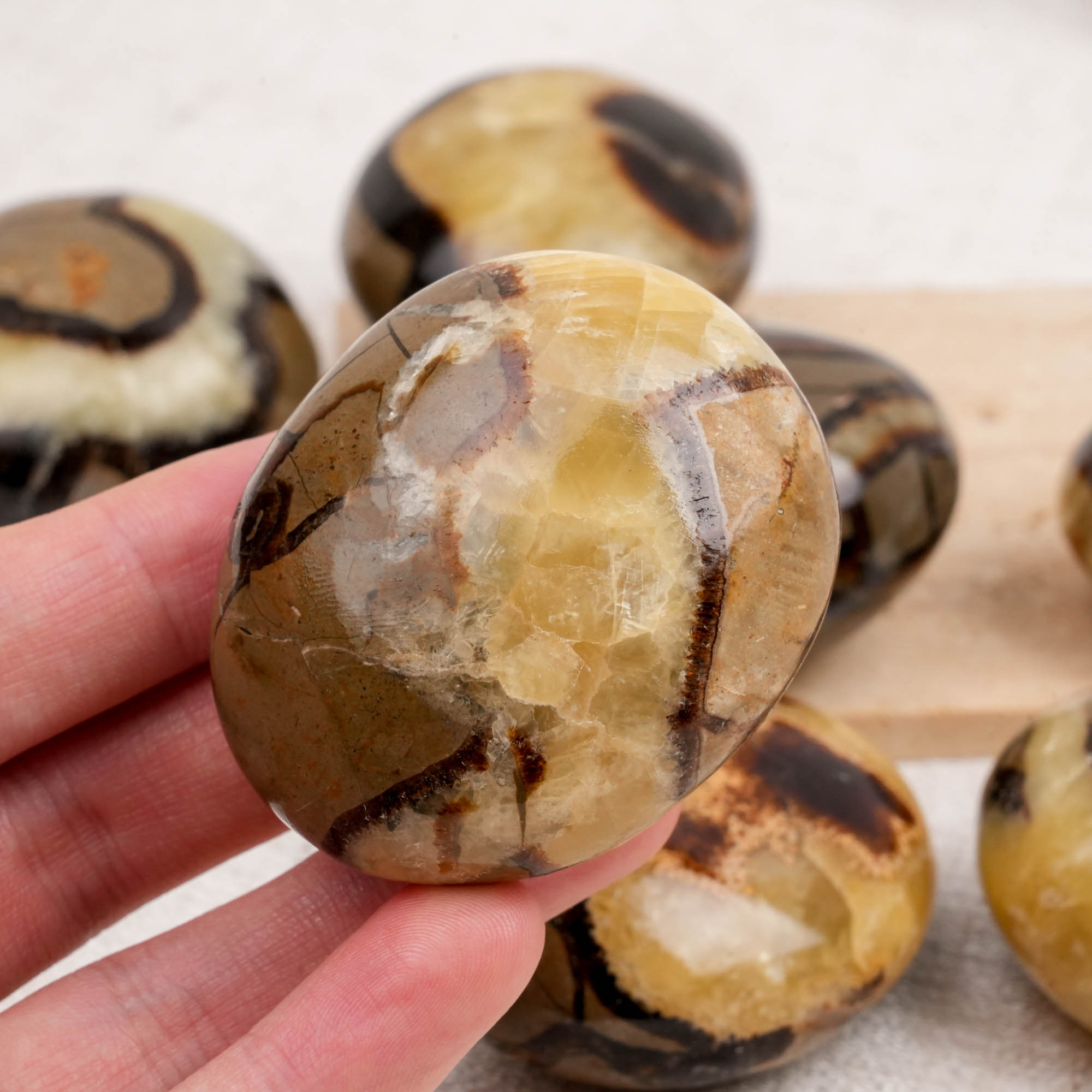 Septarian Palm Stone