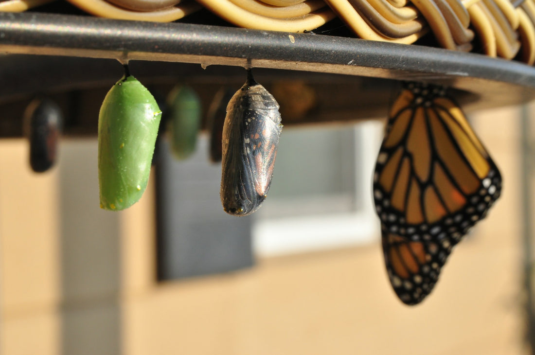 Navigating Life's Shifts: How to Embrace Change and Thrive