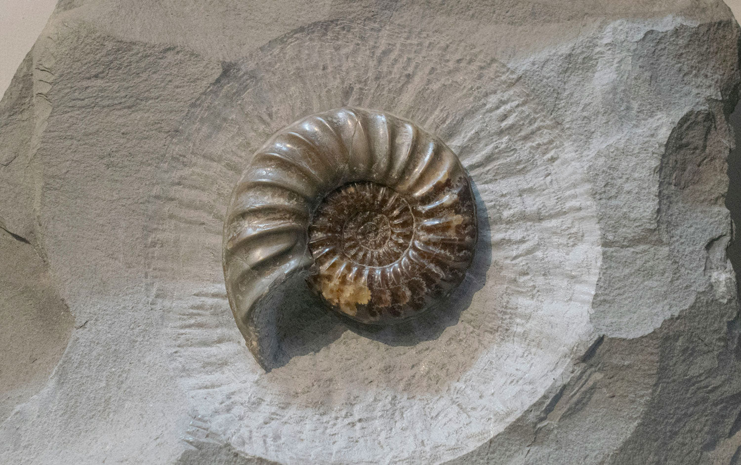Ancient Ammonite fossil displaying its intricate spiral shape and unique texture
