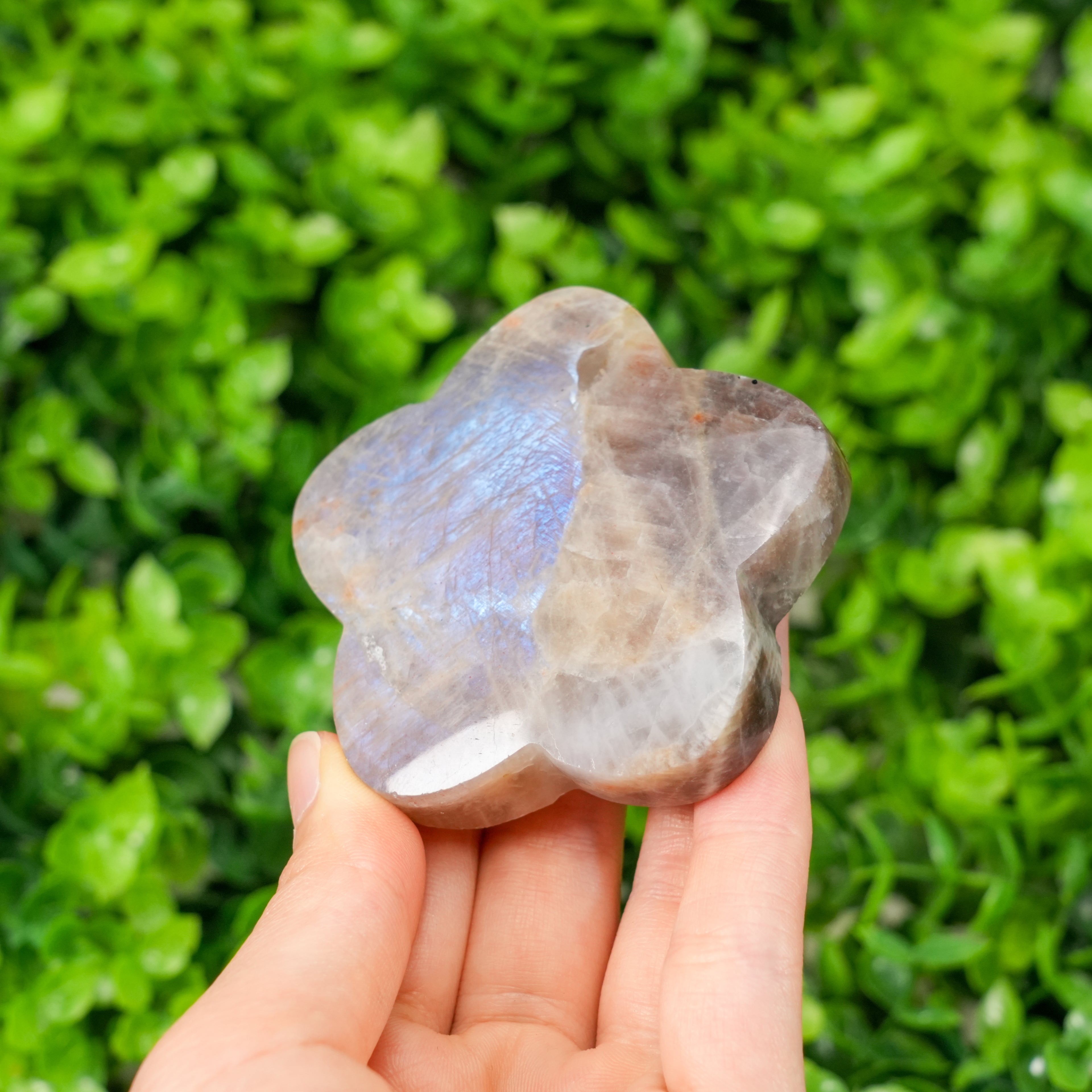Natural Moonstone Flower Palm Stone | Blue Flash Moonstone Clover Carving for Meditation, Healing & Home Decor