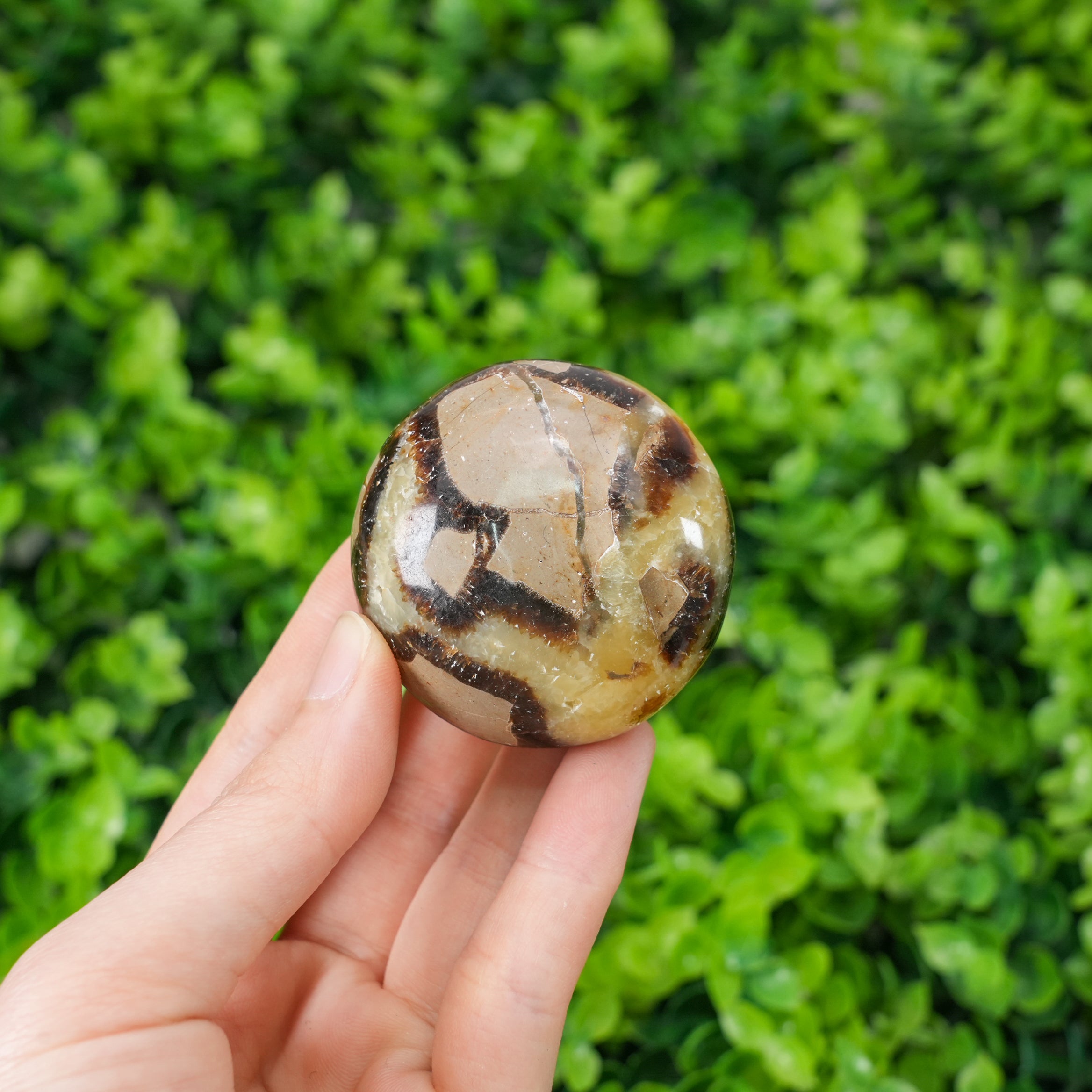 Septarian Palm Stone - Hand-Polished Natural Nodule, Smooth Tactile Gem for Daily Palm Holding & Stress Relief