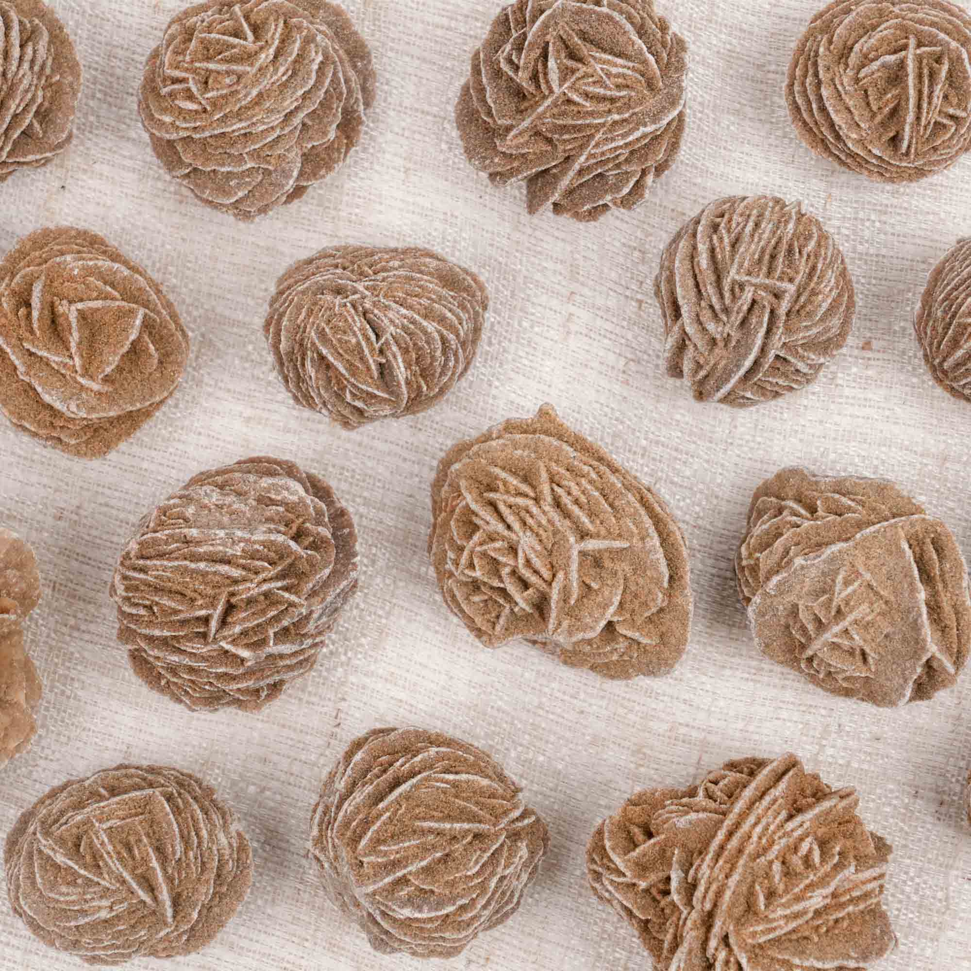 Desert Rose