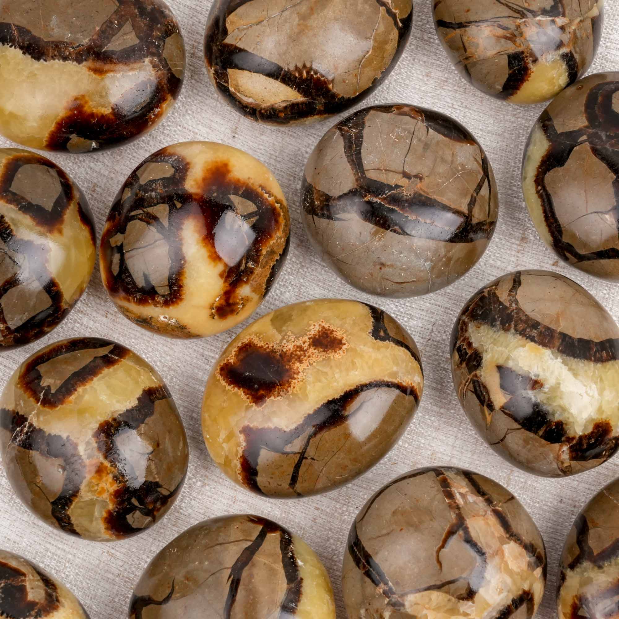Septarian Palm Stone