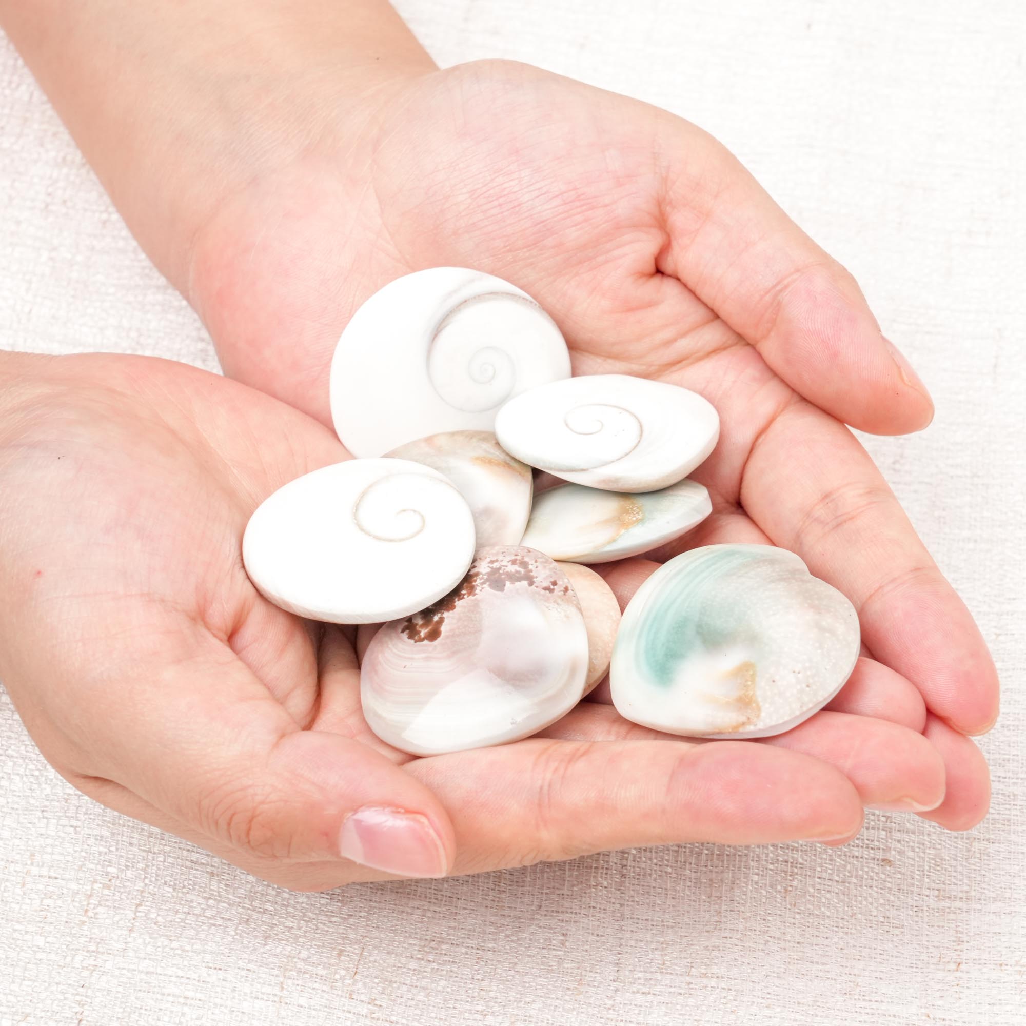 Shiva Eye Shell