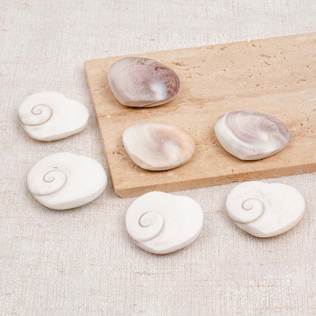 Shiva Eye Shell